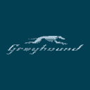 greyhound